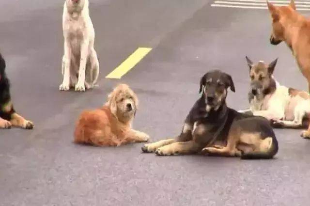 泰國公路上十幾隻狗狗圍坐在馬路中央，路人湊近一看......
