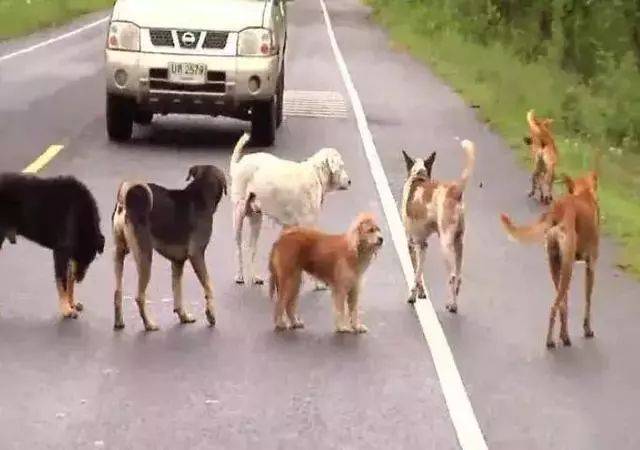泰國公路上十幾隻狗狗圍坐在馬路中央，路人湊近一看......