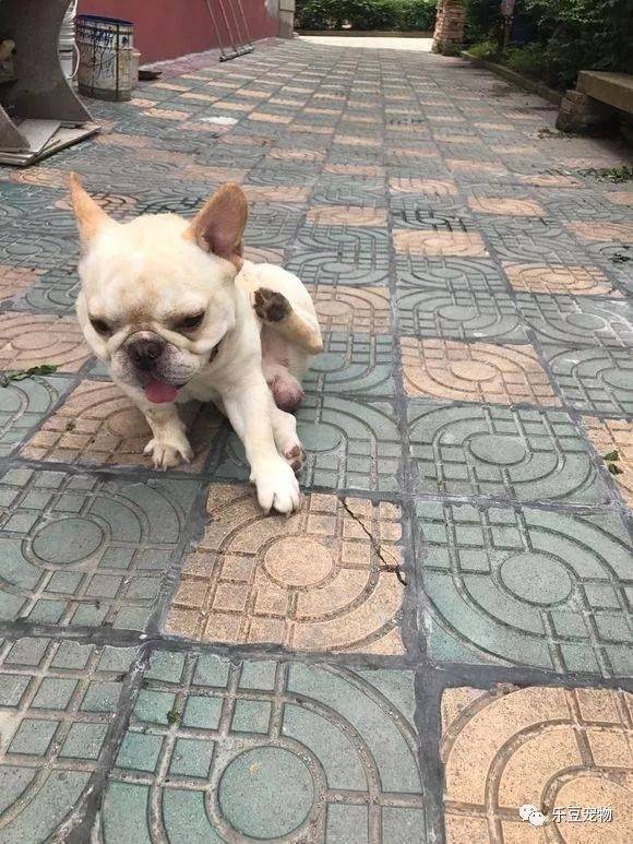 偶遇一隻流浪狗，竟然是法牛，狗狗轉身後我全明白了……