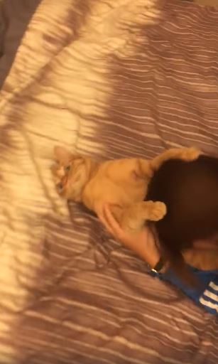 回家急著吸貓！貓皇被床咚「任奴才狂吸」　靈魂出竅超放空：夠了沒？