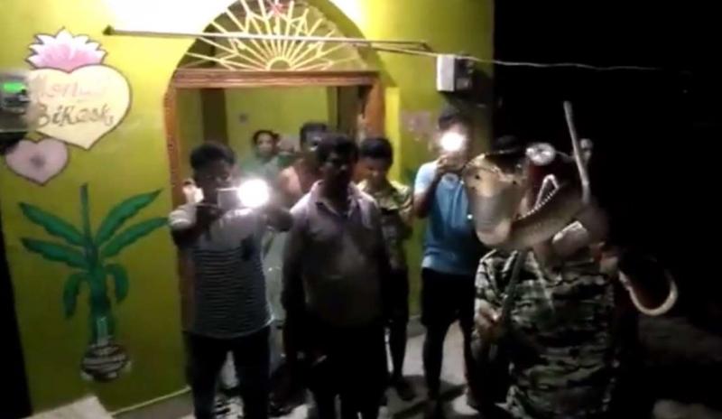 母愛！整窩小奶狗差點被吃掉　狗媽媽挺身對抗眼鏡蛇