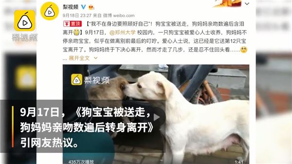母愛！整窩小奶狗差點被吃掉　狗媽媽挺身對抗眼鏡蛇