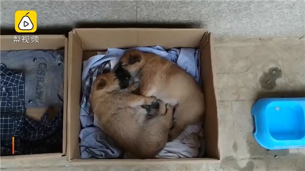 母愛！整窩小奶狗差點被吃掉　狗媽媽挺身對抗眼鏡蛇