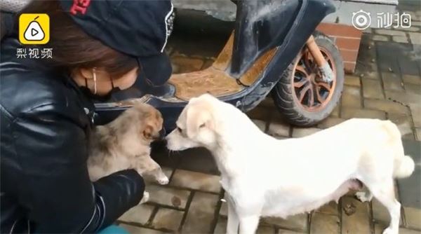 母愛！整窩小奶狗差點被吃掉　狗媽媽挺身對抗眼鏡蛇