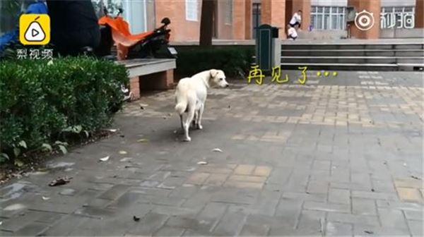 母愛！整窩小奶狗差點被吃掉　狗媽媽挺身對抗眼鏡蛇