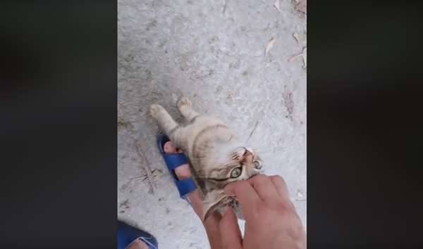莫名就被貓主子寵幸了！遊客在露營區散步，頂著「松鼠尾」的貓皇直奔而來，喵喵命令「快摸我！」
