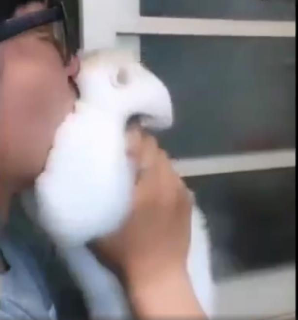 想擁抱下貓咪，卻遭到抵抗，主人抱貓用力一吸結果貓臉都變形了！