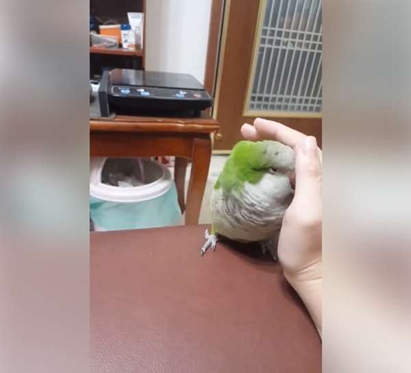 誰說只有貓狗會討摸摸...可愛小鸚鵡根本「飼主控」，黏著主人的手不肯放開，模樣讓大家萌翻！