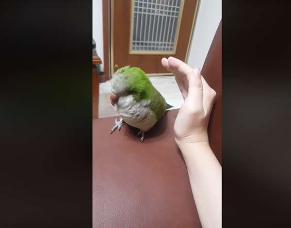 誰說只有貓狗會討摸摸...可愛小鸚鵡根本「飼主控」，黏著主人的手不肯放開，模樣讓大家萌翻！