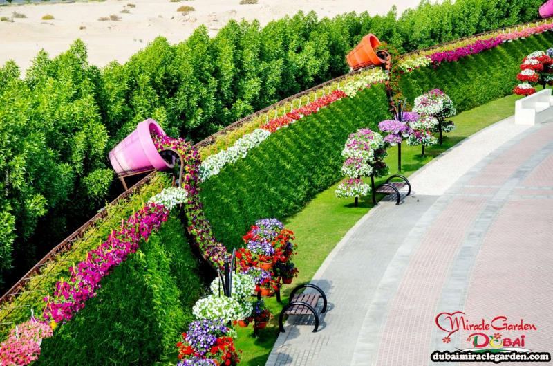 全球最大的自然花園 － 杜拜奇蹟花園（Dubai Miracle Garden）