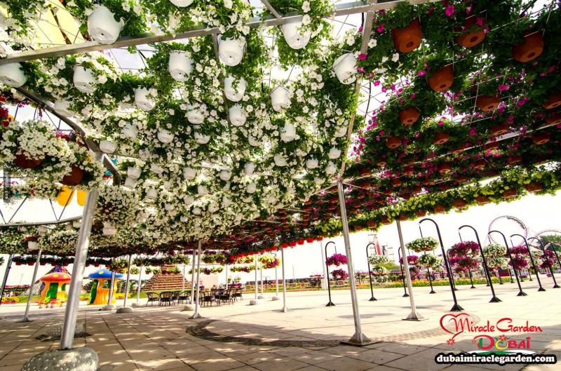 全球最大的自然花園 － 杜拜奇蹟花園（Dubai Miracle Garden）