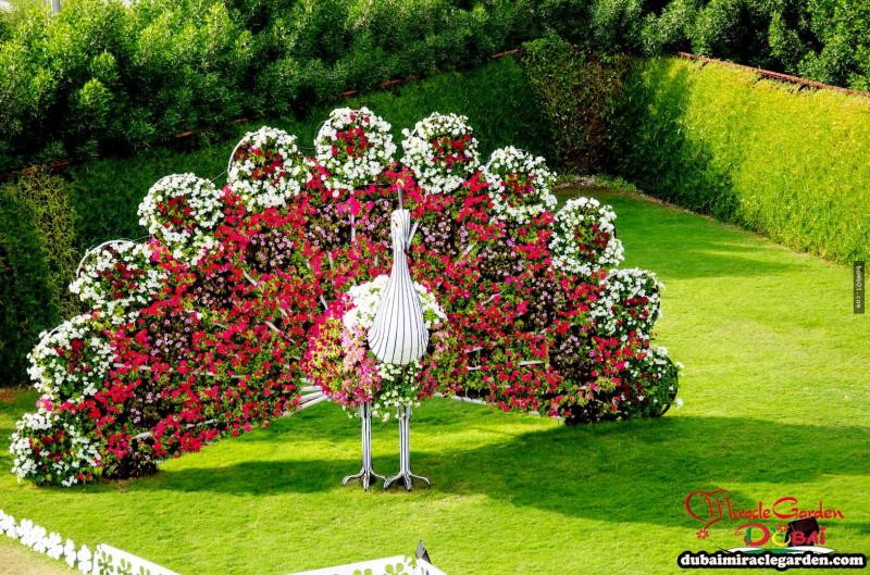 全球最大的自然花園 － 杜拜奇蹟花園（Dubai Miracle Garden）