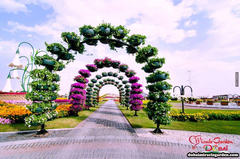 全球最大的自然花園 － 杜拜奇蹟花園（Dubai Miracle Garden）