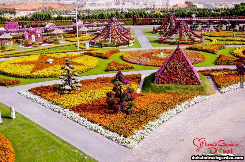 全球最大的自然花園 － 杜拜奇蹟花園（Dubai Miracle Garden）