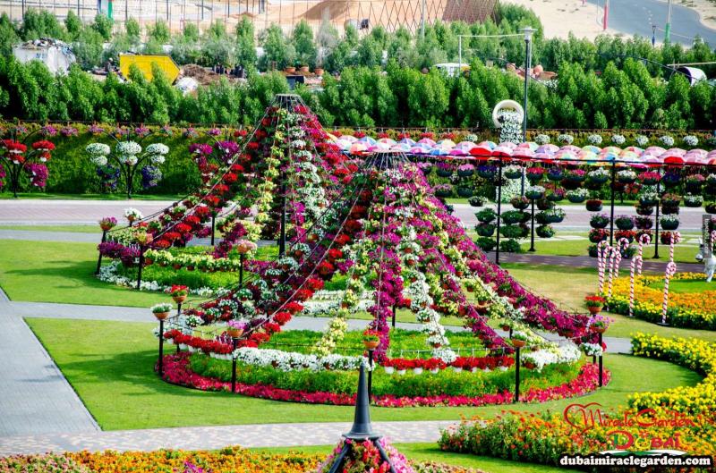 全球最大的自然花園 － 杜拜奇蹟花園（Dubai Miracle Garden）