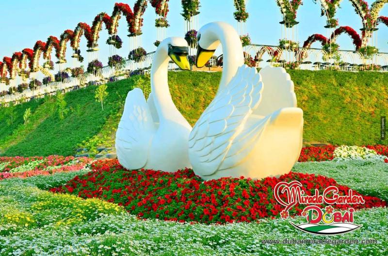 全球最大的自然花園 － 杜拜奇蹟花園（Dubai Miracle Garden）