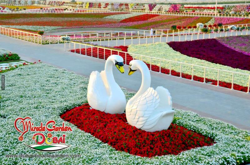 全球最大的自然花園 － 杜拜奇蹟花園（Dubai Miracle Garden）