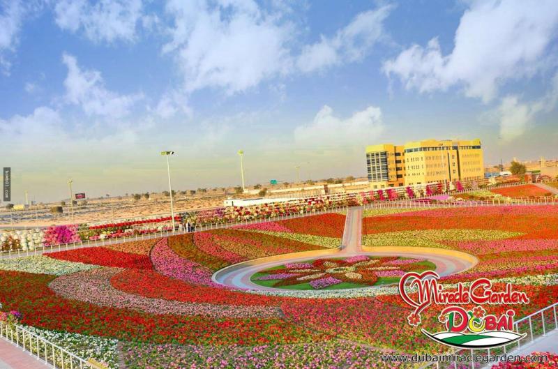 全球最大的自然花園 － 杜拜奇蹟花園（Dubai Miracle Garden）