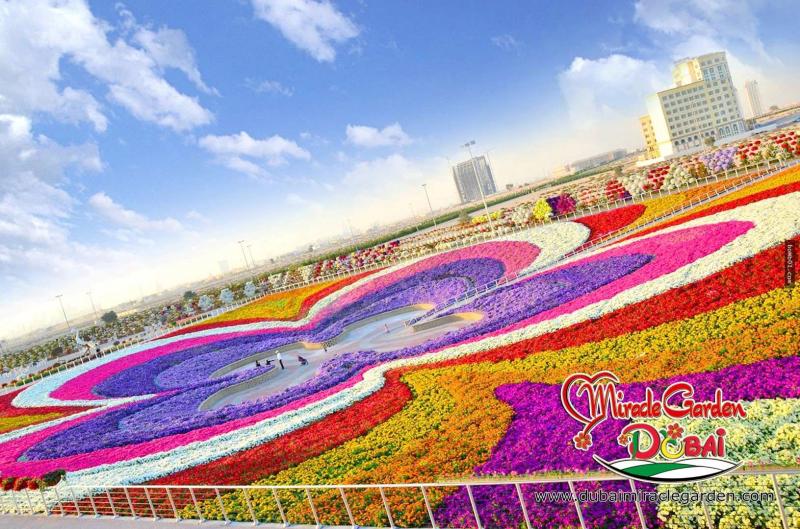 全球最大的自然花園 － 杜拜奇蹟花園（Dubai Miracle Garden）