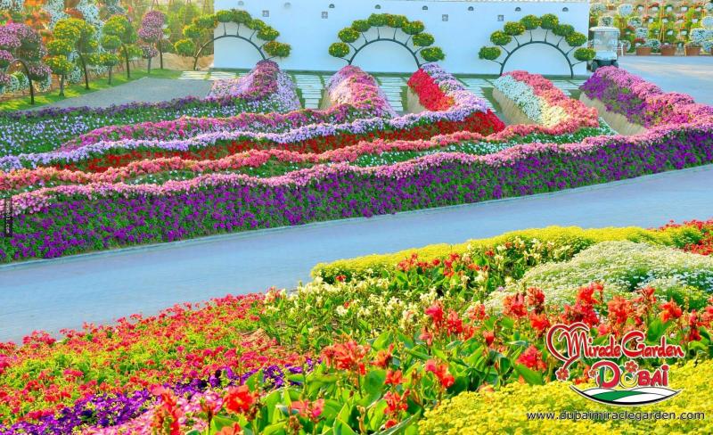 全球最大的自然花園 － 杜拜奇蹟花園（Dubai Miracle Garden）