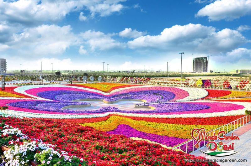 全球最大的自然花園 － 杜拜奇蹟花園（Dubai Miracle Garden）