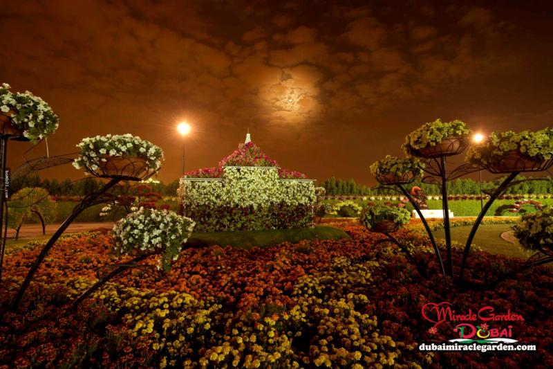 全球最大的自然花園 － 杜拜奇蹟花園（Dubai Miracle Garden）