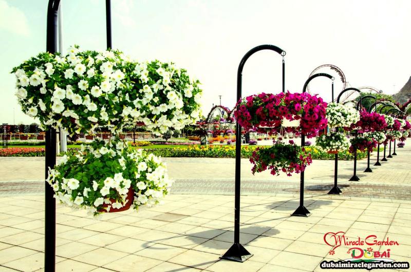 全球最大的自然花園 － 杜拜奇蹟花園（Dubai Miracle Garden）