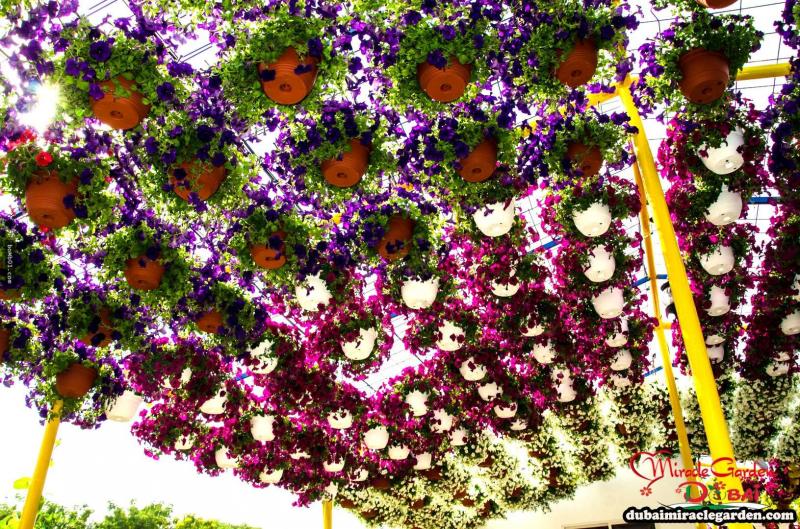 全球最大的自然花園 － 杜拜奇蹟花園（Dubai Miracle Garden）