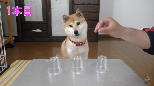 猜對就能吃！放水「拿透明杯」跟柴柴玩猜杯杯，沒想到牠「超笨反應」笑翻網友：阿捏母湯XD - LOOKER