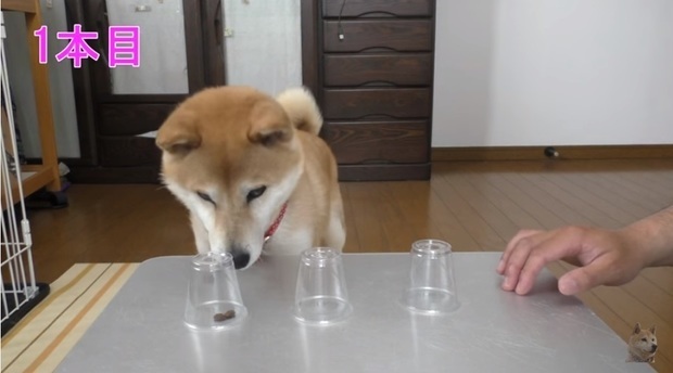 猜對就能吃！放水「拿透明杯」跟柴柴玩猜杯杯，沒想到牠「超笨反應」笑翻網友：阿捏母湯XD - LOOKER