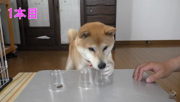 猜對就能吃！放水「拿透明杯」跟柴柴玩猜杯杯，沒想到牠「超笨反應」笑翻網友：阿捏母湯XD - LOOKER