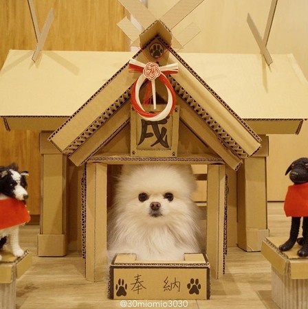 呆萌博美「趴坐店門口」吐舌甜笑：歡迎光臨！「被封最萌店員」網友狂喊：這家小7在哪裡~
