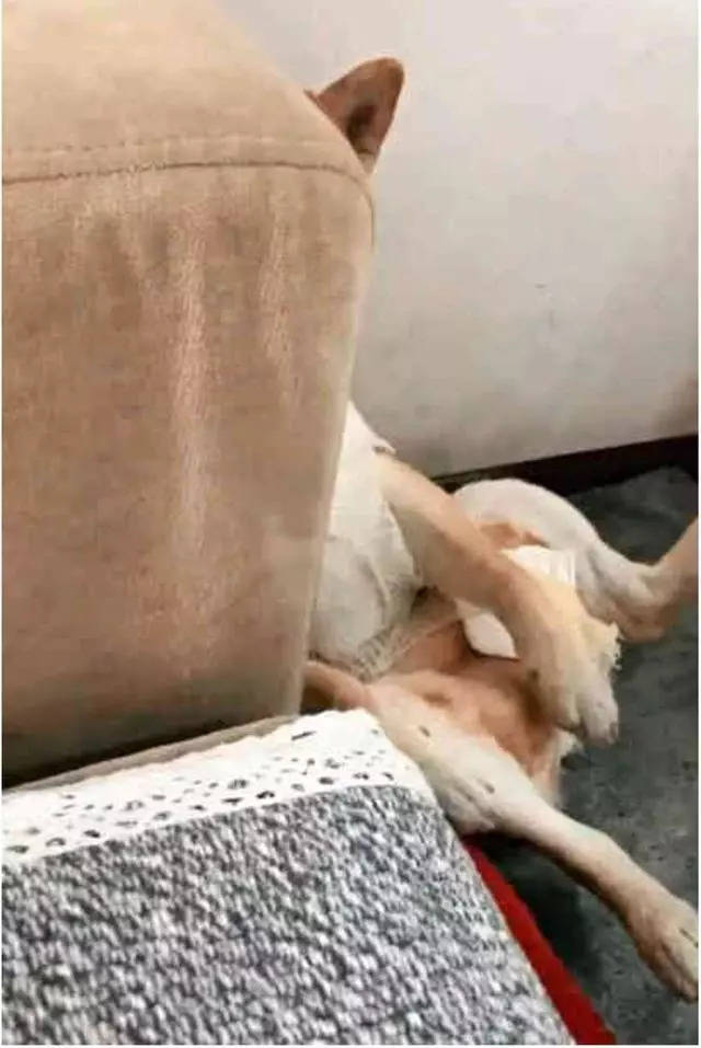 做完絕育的柴犬好悲傷，每天讓主人看它襠部：快還我！