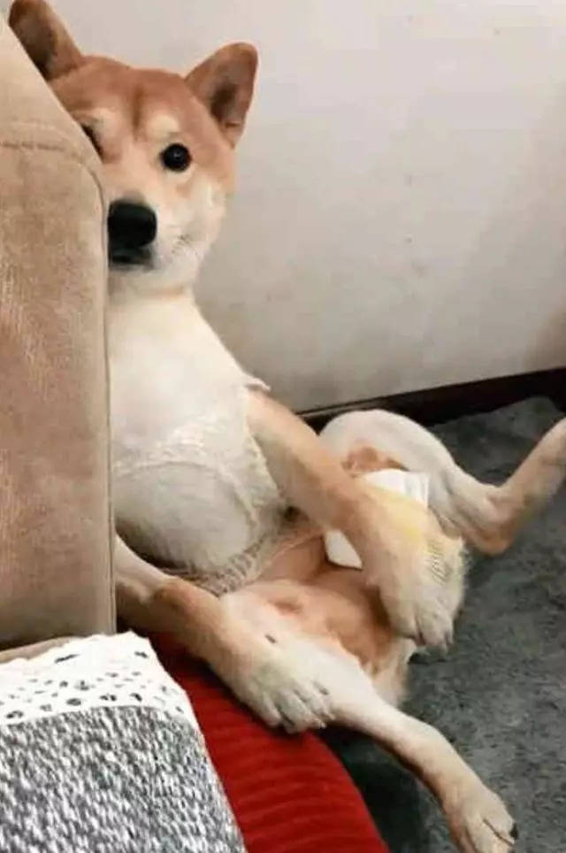 做完絕育的柴犬好悲傷，每天讓主人看它襠部：快還我！