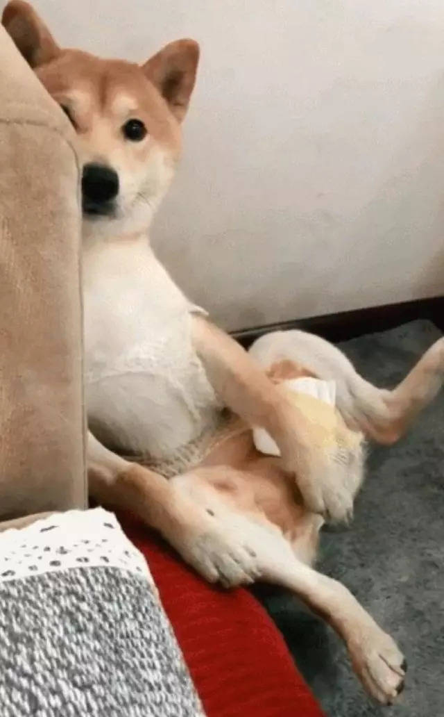 做完絕育的柴犬好悲傷，每天讓主人看它襠部：快還我！