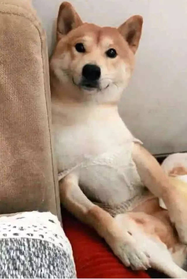 做完絕育的柴犬好悲傷，每天讓主人看它襠部：快還我！