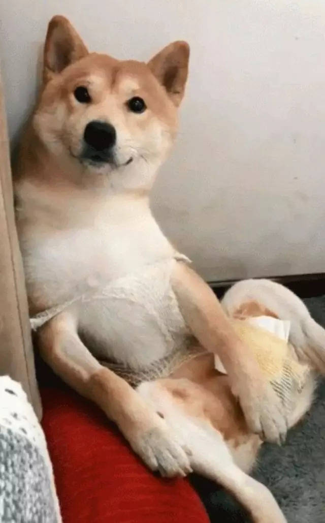 做完絕育的柴犬好悲傷，每天讓主人看它襠部：快還我！