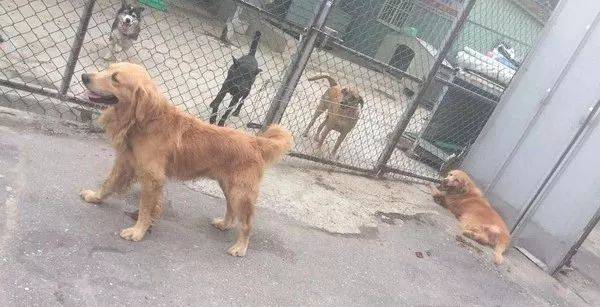 患病老金毛被遺棄，臨走時它還在沖主人搖尾巴……