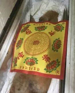 患病老金毛被遺棄，臨走時它還在沖主人搖尾巴……