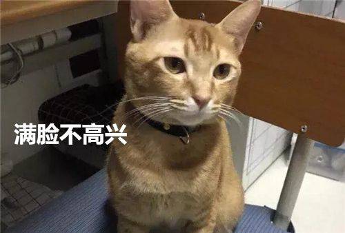 貓咪早上偷溜出去玩，卻委屈的回來，主人一看差點笑抽筋