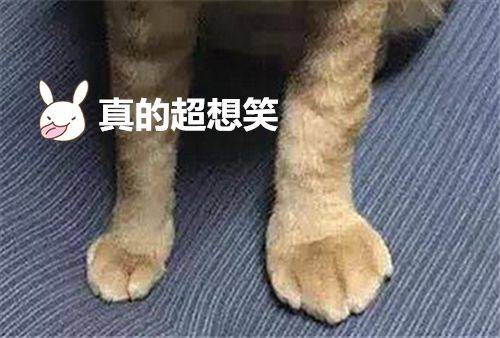 貓咪早上偷溜出去玩，卻委屈的回來，主人一看差點笑抽筋