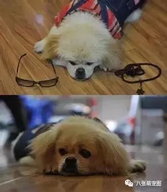 狗狗就是我們的超級英雄，看到最後真的哭了…
