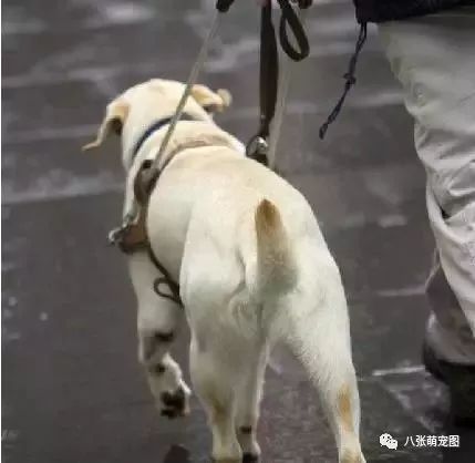 狗狗就是我們的超級英雄，看到最後真的哭了…