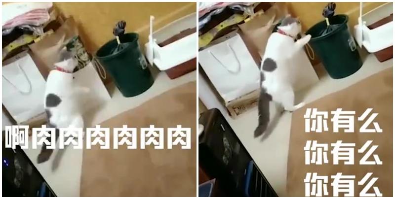 「毛孩說人話」特輯！戲精二哈告狀打爸爸　主子飆罵奴才：狗東西～