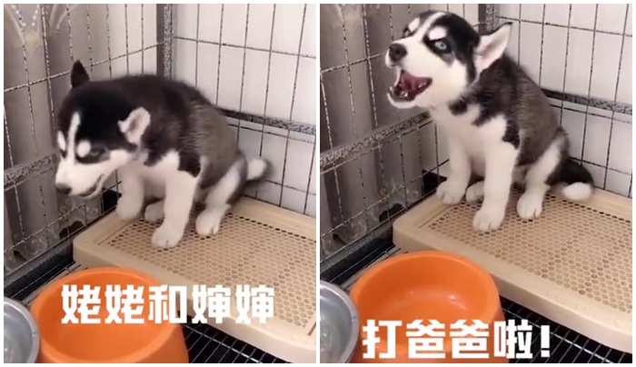 「毛孩說人話」特輯！戲精二哈告狀打爸爸　主子飆罵奴才：狗東西～