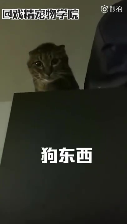 「毛孩說人話」特輯！戲精二哈告狀打爸爸　主子飆罵奴才：狗東西～