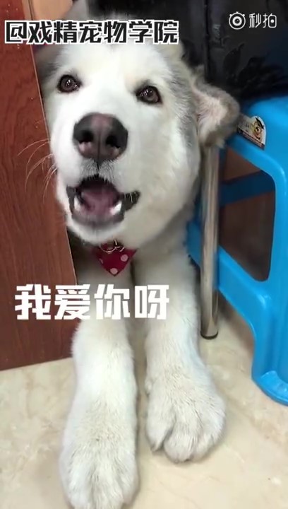 「毛孩說人話」特輯！戲精二哈告狀打爸爸　主子飆罵奴才：狗東西～