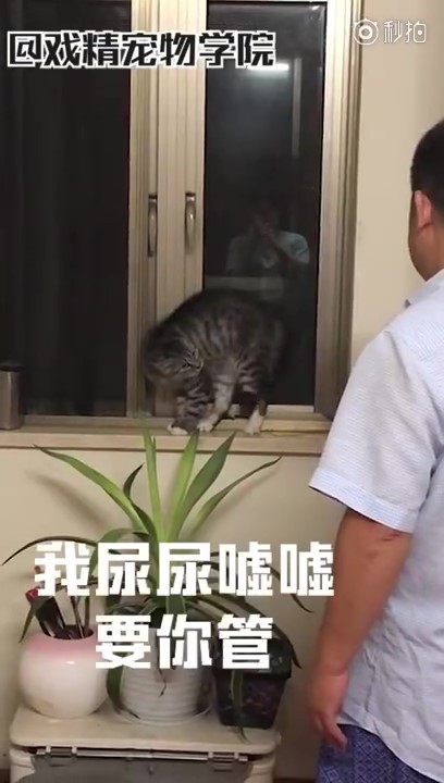 「毛孩說人話」特輯！戲精二哈告狀打爸爸　主子飆罵奴才：狗東西～