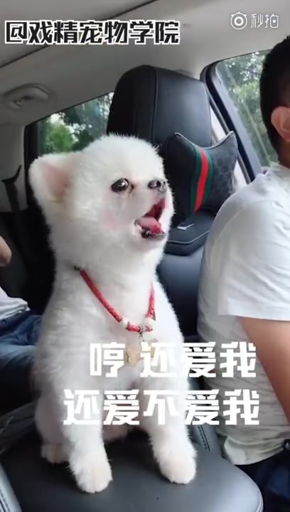 「毛孩說人話」特輯！戲精二哈告狀打爸爸　主子飆罵奴才：狗東西～