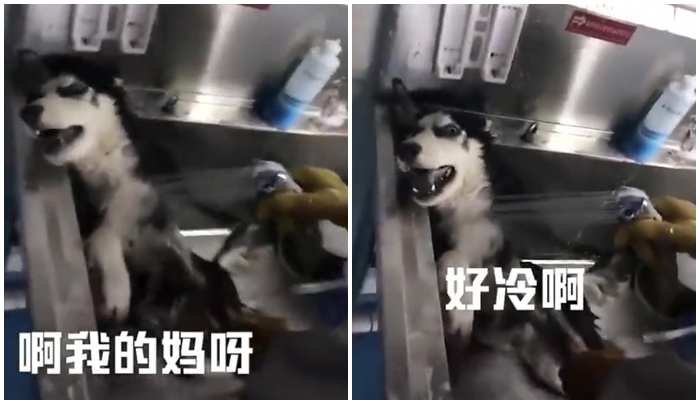「毛孩說人話」特輯！戲精二哈告狀打爸爸　主子飆罵奴才：狗東西～